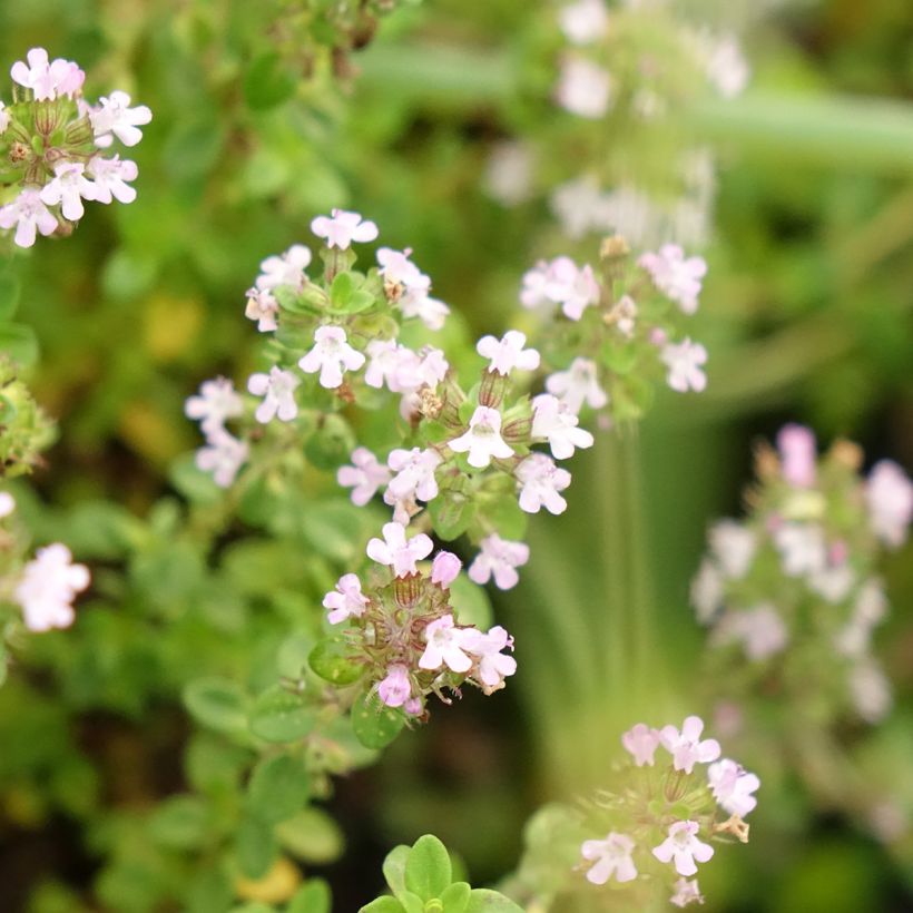 Tomilho-limão plantas jovens biológicas - Thymus x citriodorus (Floração)