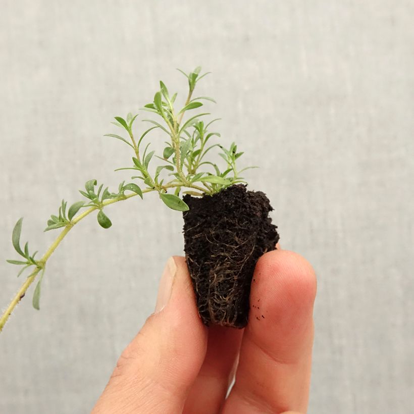 Amostra de Thym citron GrowFlow Cascata Lemonade Bio - Thymus citriodorus  Mini-motte Ø 3/4 cm tal como entregue na primavera