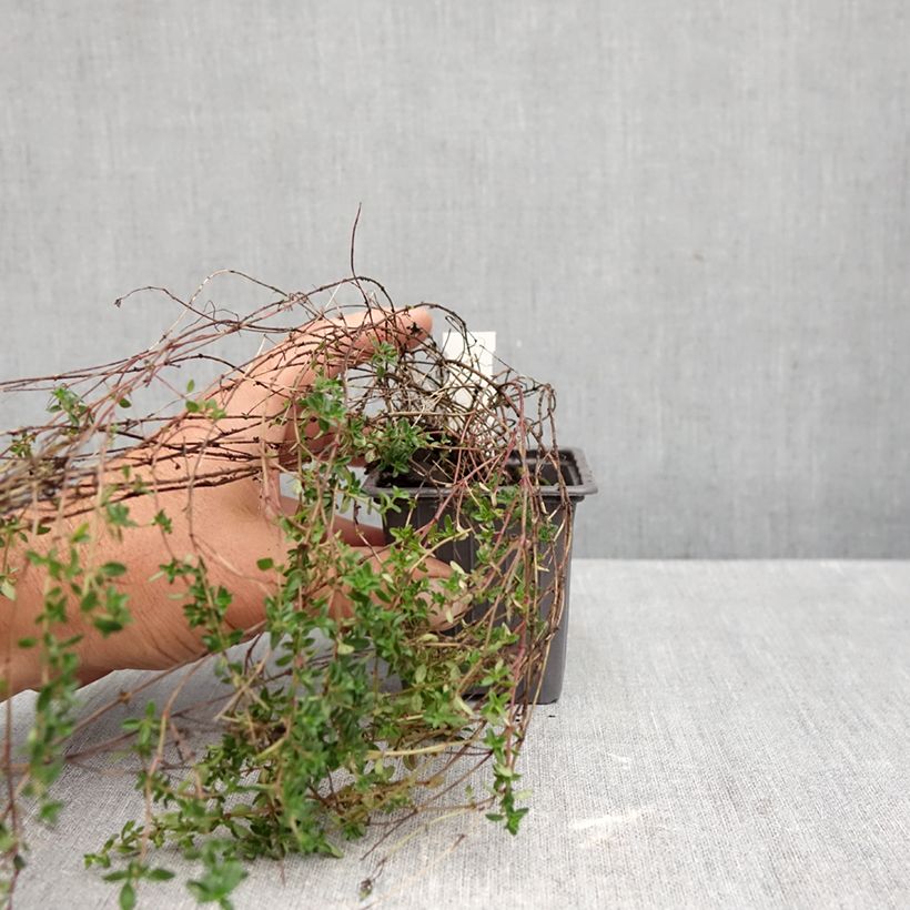 Amostra de Thymus × citriodorus Lammefjord - Tomilho-limão Vaso de 8/9 cm tal como entregue no outono
