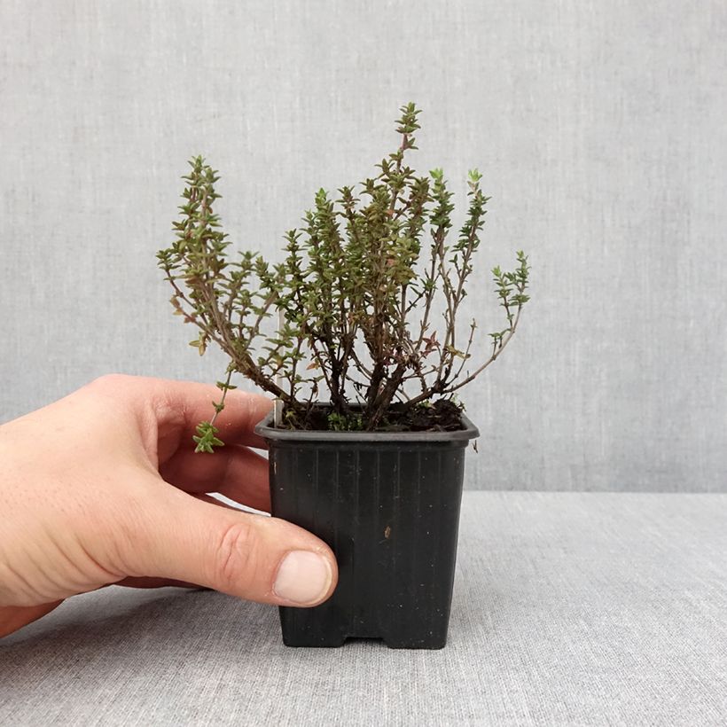 Amostra de Thym citron Lammefjord - Thymus citriodorus Vaso de 8/9 cm tal como entregue no inverno
