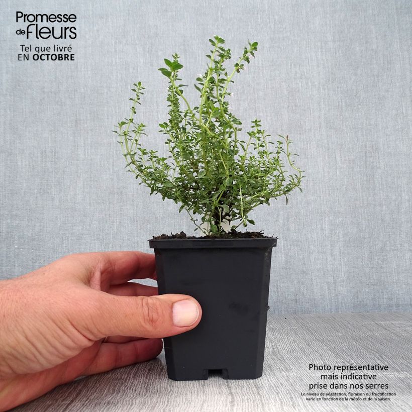 Amostra de Thymus × citriodorus Silver Queen - Tomilho-limão Vaso de 8/9 cm tal como entregue no outono