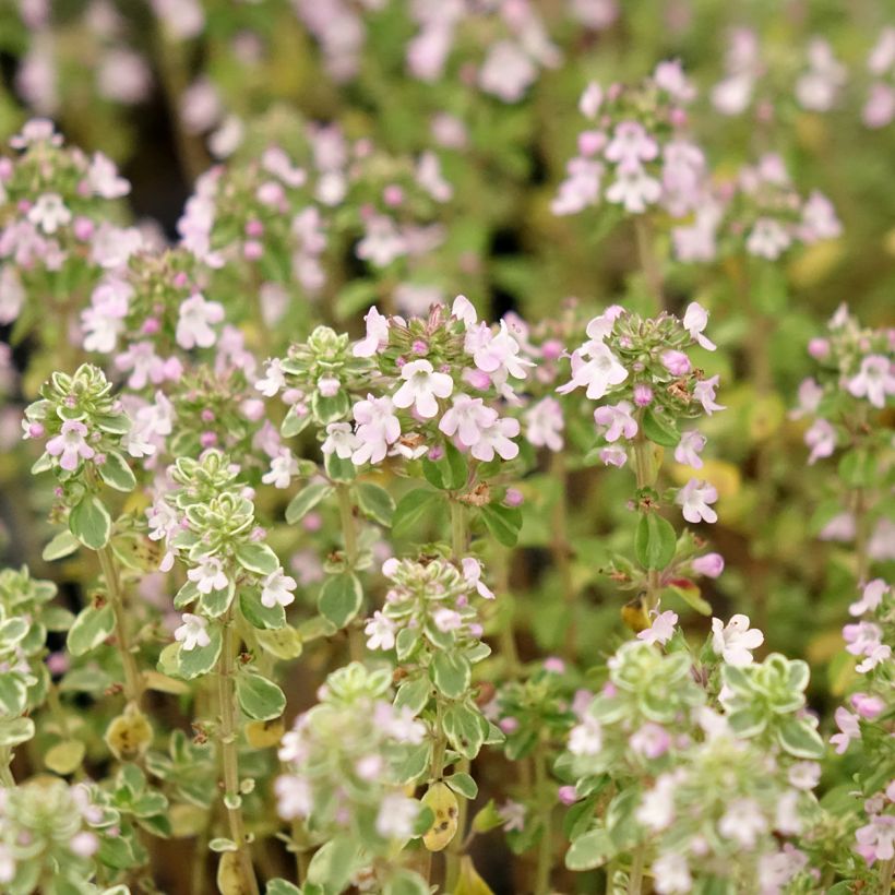Thymus × citriodorus Silver Queen - Tomilho-limão (Floração)
