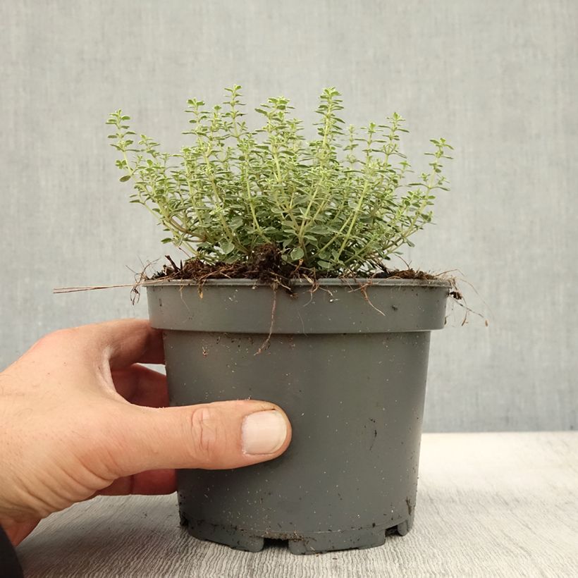 Amostra de Thymus × citriodorus Silver Queen - Tomilho-limão Vaso de 1,5 L/2 L tal como entregue no outono