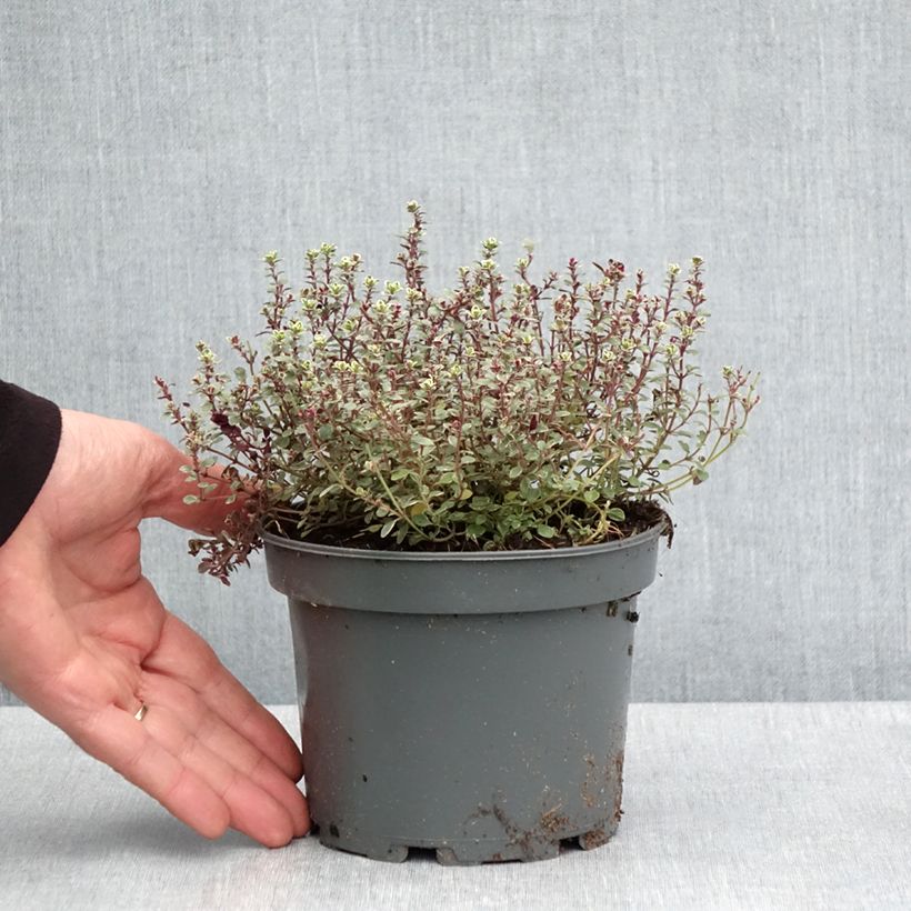 Amostra de Thymus × citriodorus Silver Queen - Tomilho-limão Vaso de 1,5 L/2 L tal como entregue na primavera