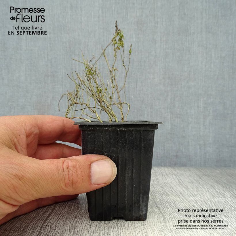 Amostra de Tomilho-limão variegado - Thymus x citriodorus Vaso de 7/8 cm tal como entregue no outono