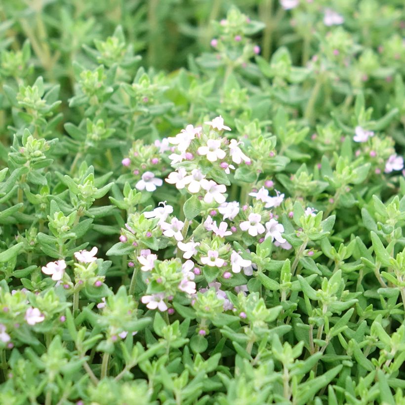 Tomilho de inverno Compactus (Floração)