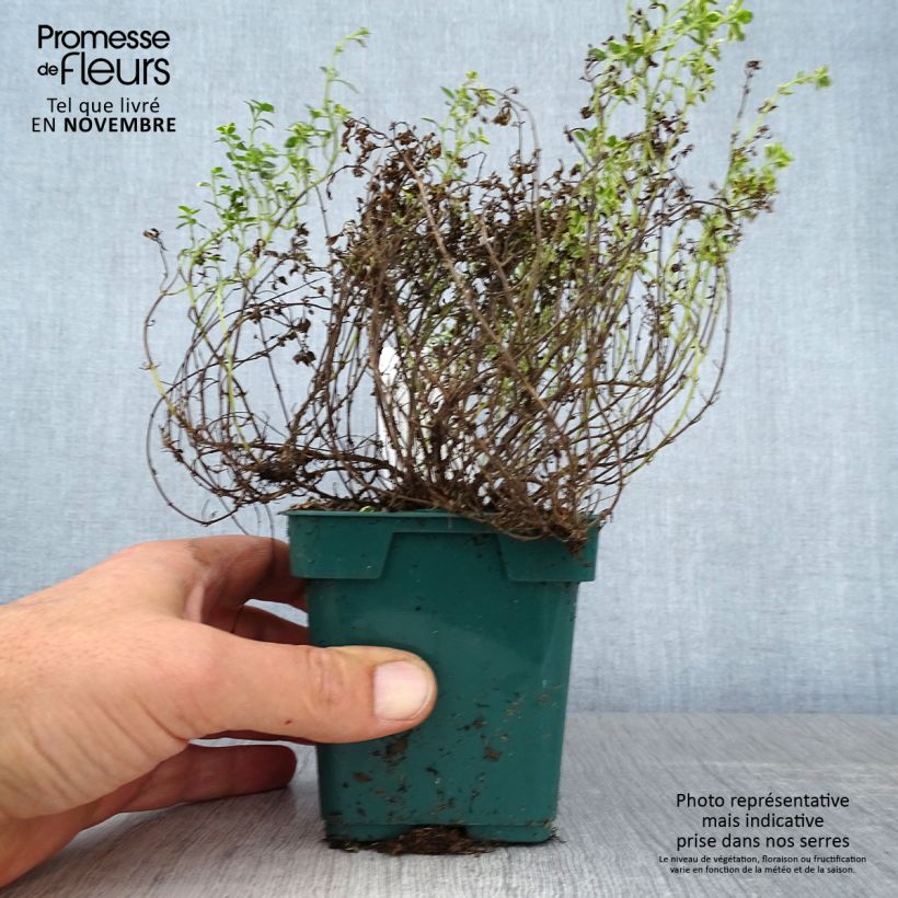 Amostra de Tomilho-dourado Aureus plantas jovens Vaso de 10 cm/11 cm tal como entregue no outono