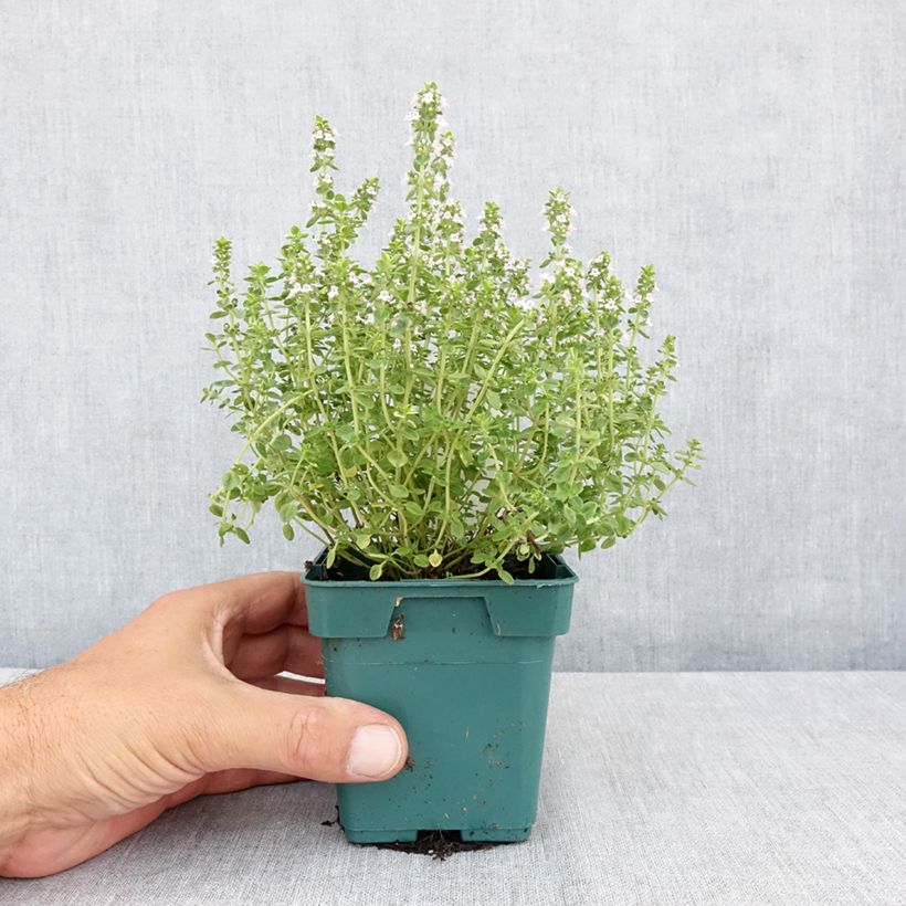 Amostra de Tomilho-dourado Aureus plantas jovens Vaso de 10 cm/11 cm tal como entregue no verão