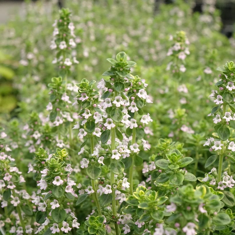 Tomilho-dourado Aureus plantas jovens (Floração)