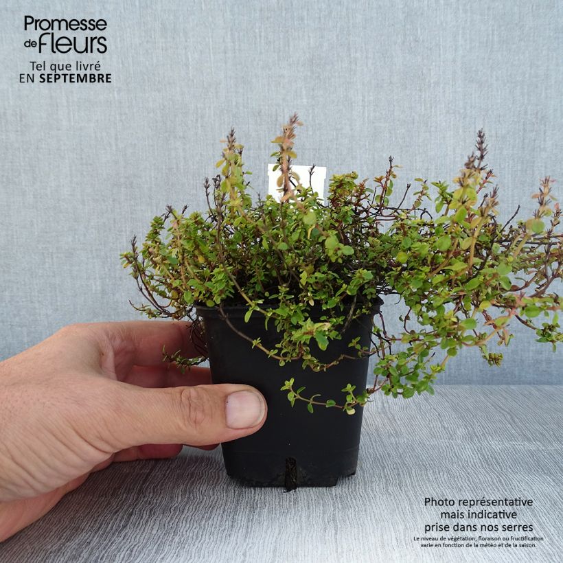 Amostra de Thymus × citriodorus Doone Valley - Tomilho-limão Vaso de 8/9 cm tal como entregue no verão