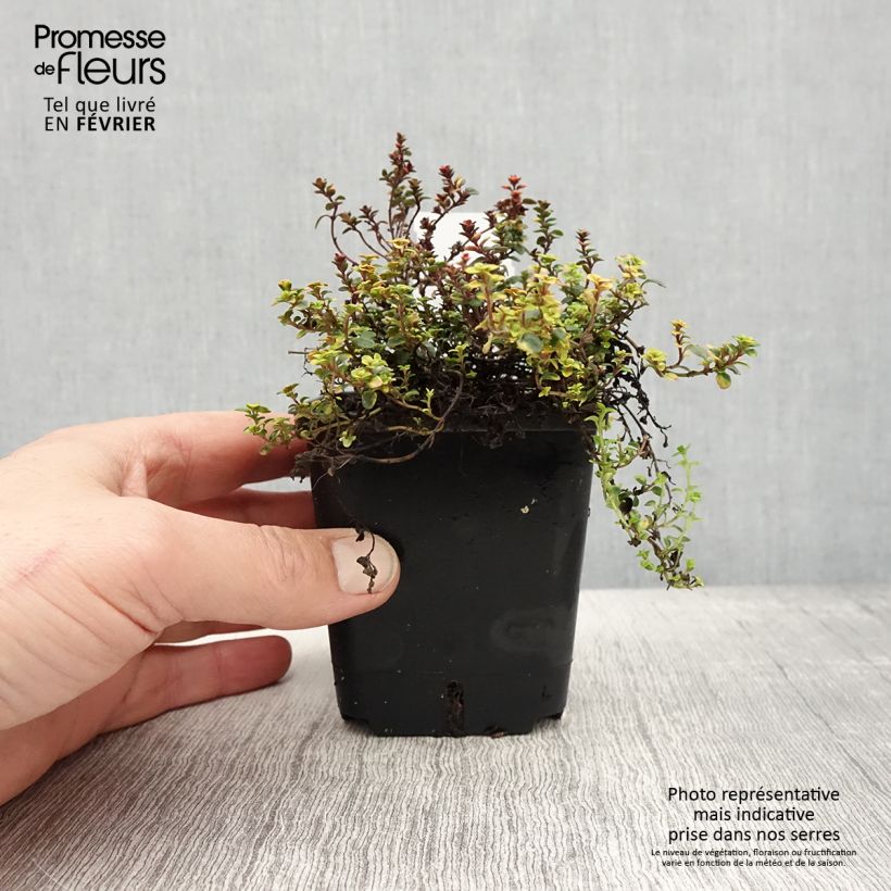 Amostra de Thym hybride Doone Valley - Thymus (x) citriodorus Godet de 8/9 cm tal como entregue no inverno