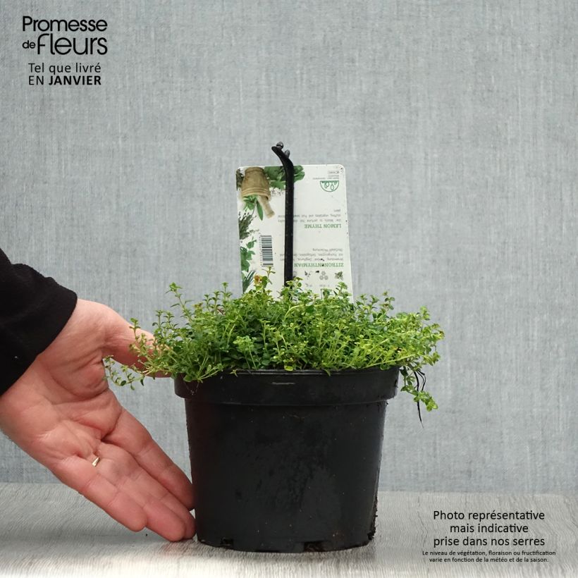 Amostra de Thym hybride Doone Valley - Thymus (x) citriodorus Pot de 1L/1,5L tal como entregue no inverno