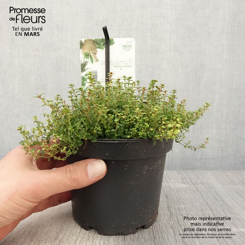 Amostra de Thymus × citriodorus Doone Valley - Tomilho-limão Vaso de 1 L/1,5 L tal como entregue na primavera