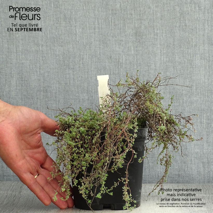 Amostra de Thymus pseudolanuginosus - Tomilho-lanoso Vaso de 2 L/3 L tal como entregue no verão