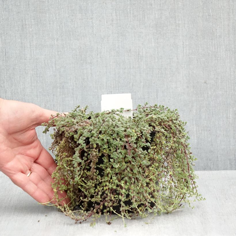 Amostra de Thymus pseudolanuginosus - Tomilho-lanoso Vaso de 2 L/3 L tal como entregue no outono