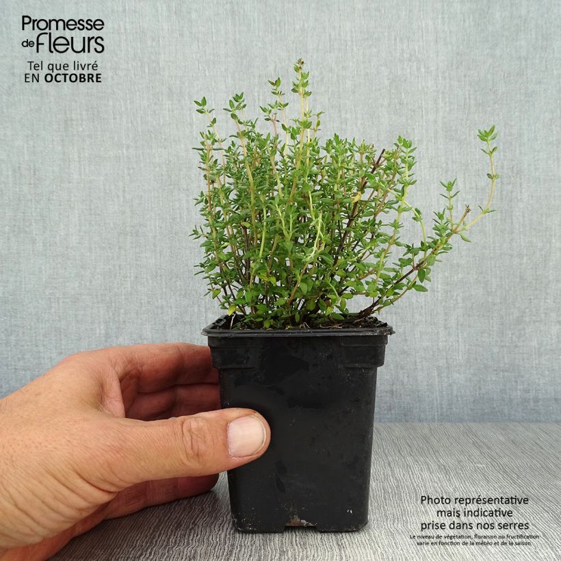 Amostra de Tomilho Bio - Thymus officinalis Vaso de 8/9 cm tal como entregue no outono