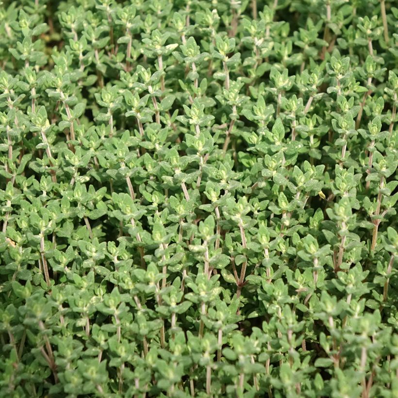 Tomilho Bio plantas jovens (Folhagem)