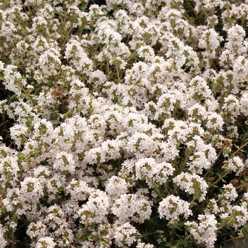 Tomilho-laranja Fragrantissimus plantas joivens (Floração)