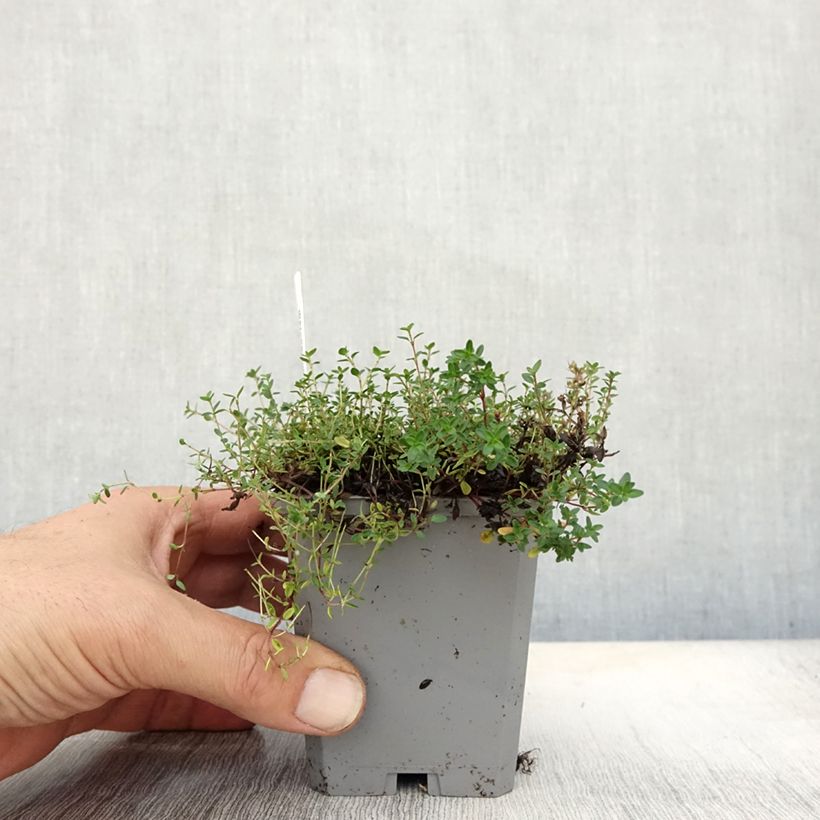 Amostra de Thymus praecox Coccineus - Tomilho-rasteiro Vaso de 8/9 cm tal como entregue no outono