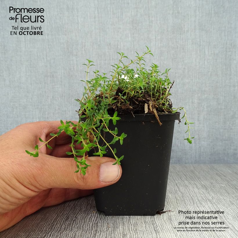Amostra de Thymus praecox Purple Beauty - Tomilho-rasteiro Vaso de 8/9 cm tal como entregue no outono