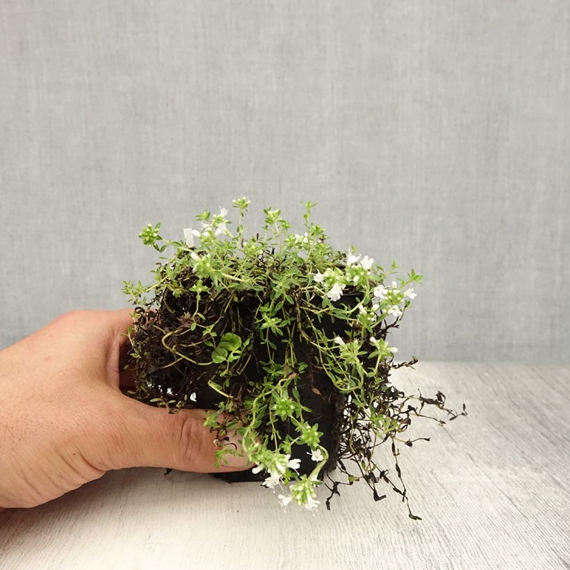Amostra de Thymus praecox Albiflorus - Tomilho-rasteiro Vaso de 8/9 cm tal como entregue no verão