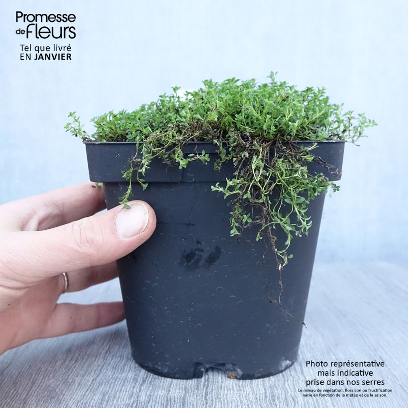 Amostra de Thymus praecox Albiflorus - Tomilho-rasteiro Vaso de 2 L/3 L tal como entregue no inverno
