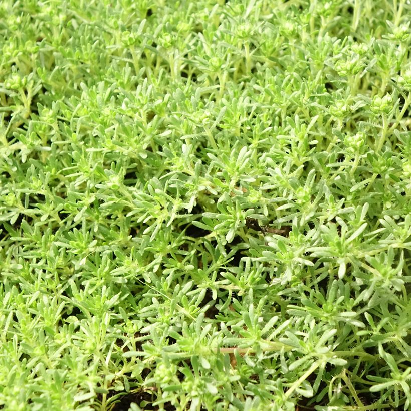 Thymus capitatus - Tomilho-cabeçudo (Folhagem)