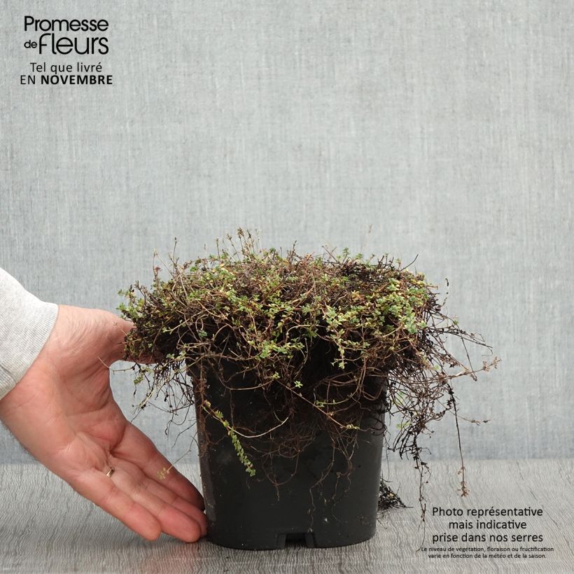 Amostra de Thymus hirsutus - Tomilho-hirsuto Vaso de 2 L/3 L tal como entregue no outono