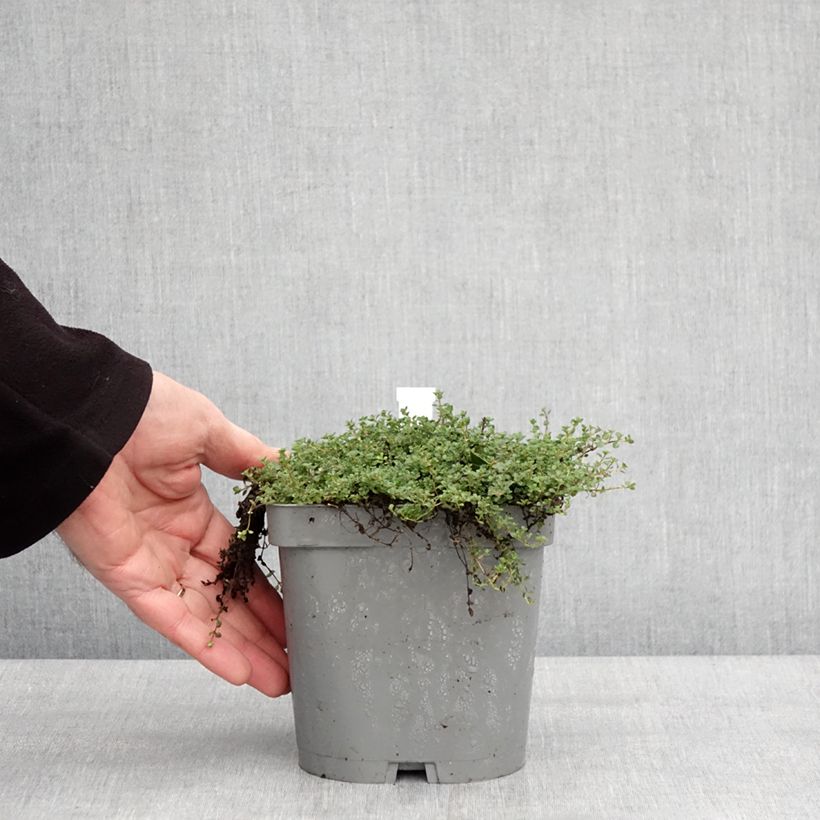 Amostra de Thymus hirsutus - Thym hirsute Vaso de 2 L/3 L tal como entregue no inverno