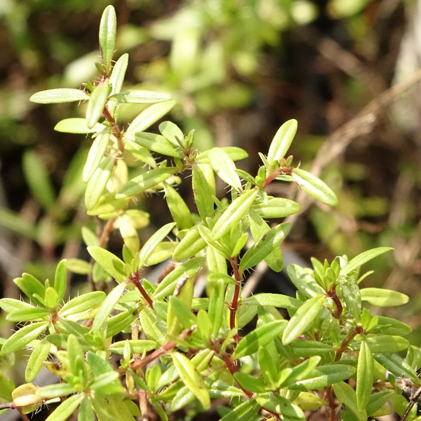 Thymus longicaulis - Tomilho-de-caules-longos (Folhagem)