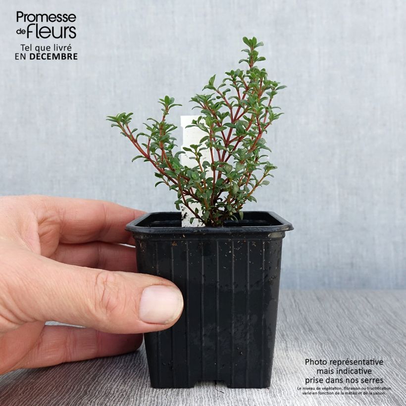 Amostra de Thymus mastichina - Bela-luz Vaso de 8/9 cm tal como entregue no inverno