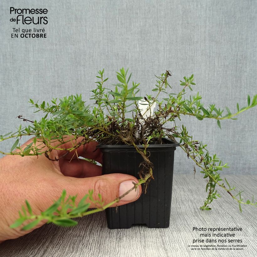 Amostra de Thymus nitens - Tomilho-brilhante Vaso de 8/9 cm tal como entregue no outono