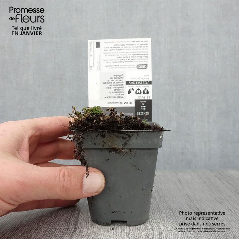 Amostra de Thymus praecox Bressingham - Tomilho-rasteiro Vaso de 8/9 cm tal como entregue no inverno