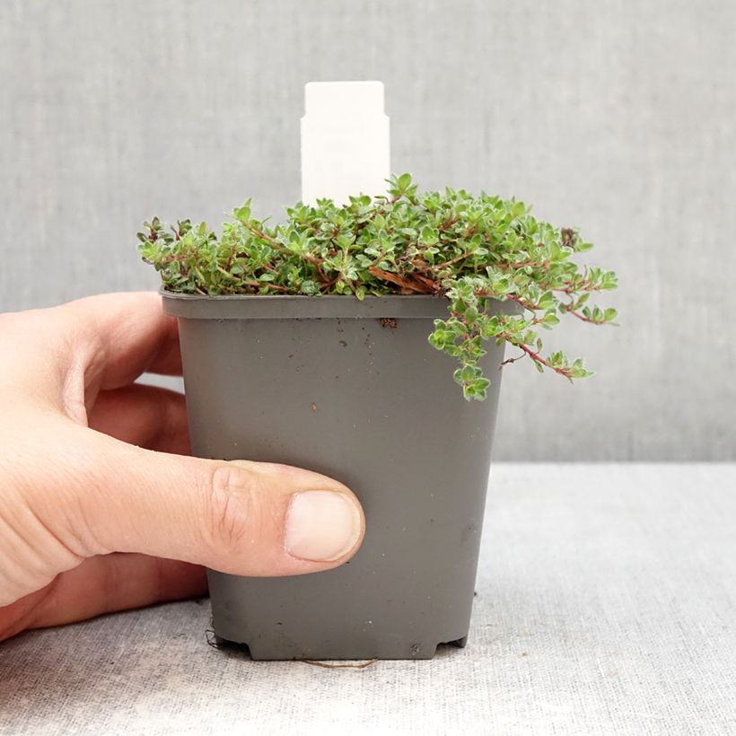 Amostra de Thymus praecox Bressingham - Tomilho-rasteiro Vaso de 8/9 cm tal como entregue na primavera