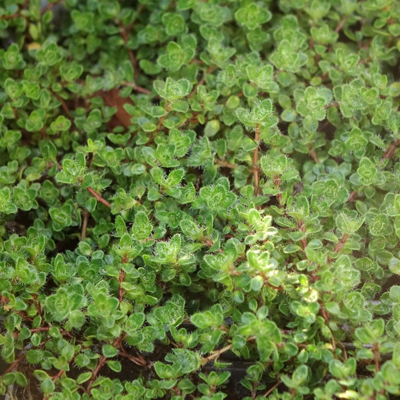 Thymus praecox Bressingham - Tomilho-rasteiro (Folhagem)