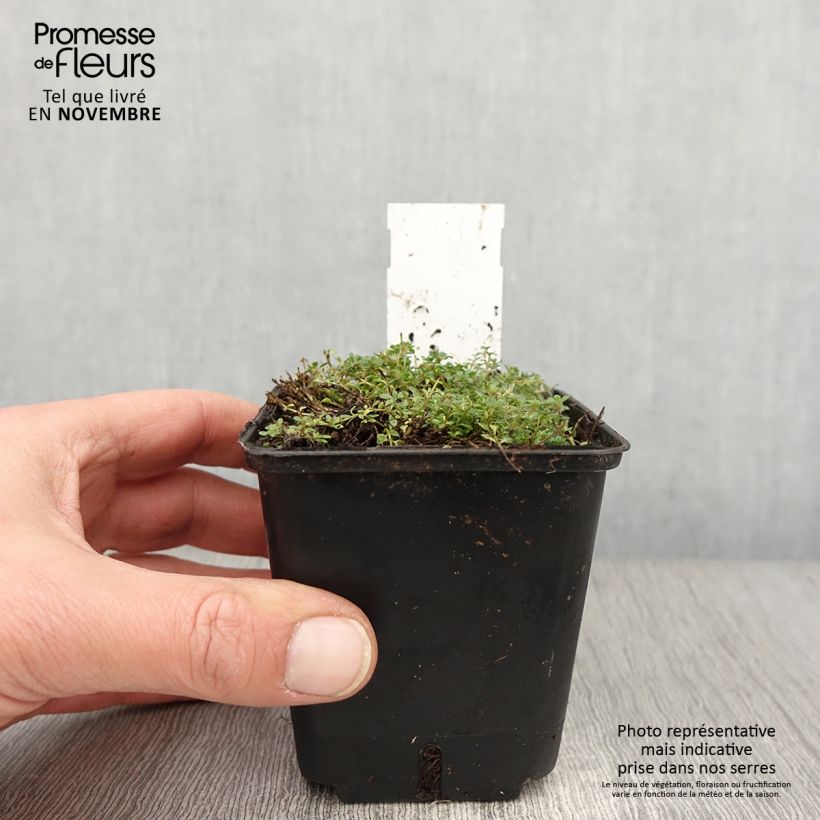 Amostra de Thymus praecox Minor - Thym précoce Godet de 8/9 cm tal como entregue no outono