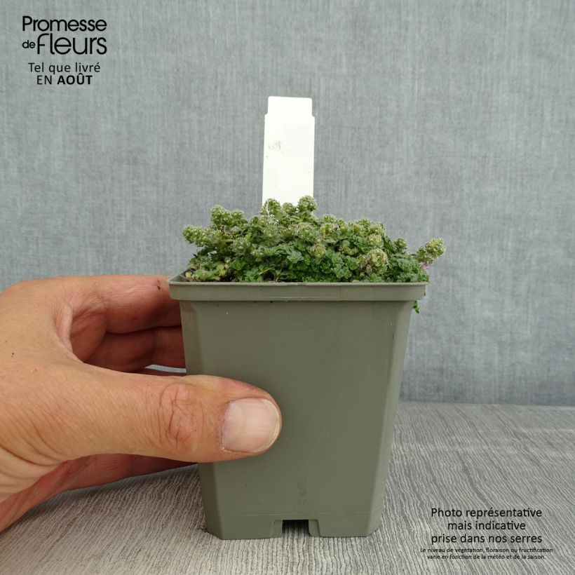 Amostra de Thymus praecox Minor - Tomilho-rasteiro Vaso de 8/9 cm tal como entregue no verão