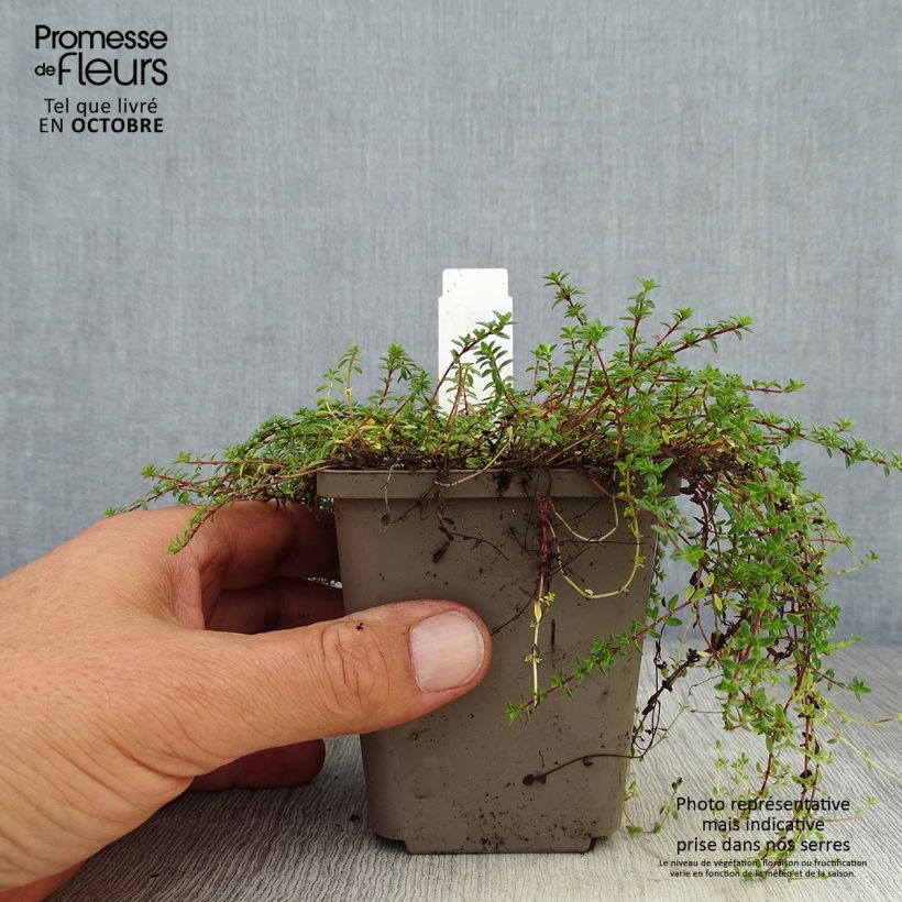Amostra de Thymus praecox Red Carpet - Tomilho-rasteiro Vaso de 8/9 cm tal como entregue no outono