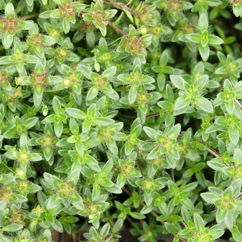 Thymus praecox Red Carpet - Tomilho-rasteiro (Folhagem)