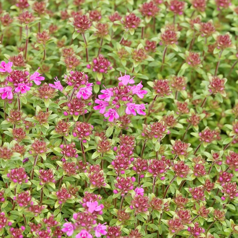 Thymus praecox Red Carpet - Tomilho-rasteiro (Floração)