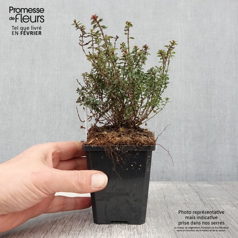 Amostra de Thymus pulegioides Foxley - Thym faux pouliot Vaso de 8/9 cm tal como entregue no inverno