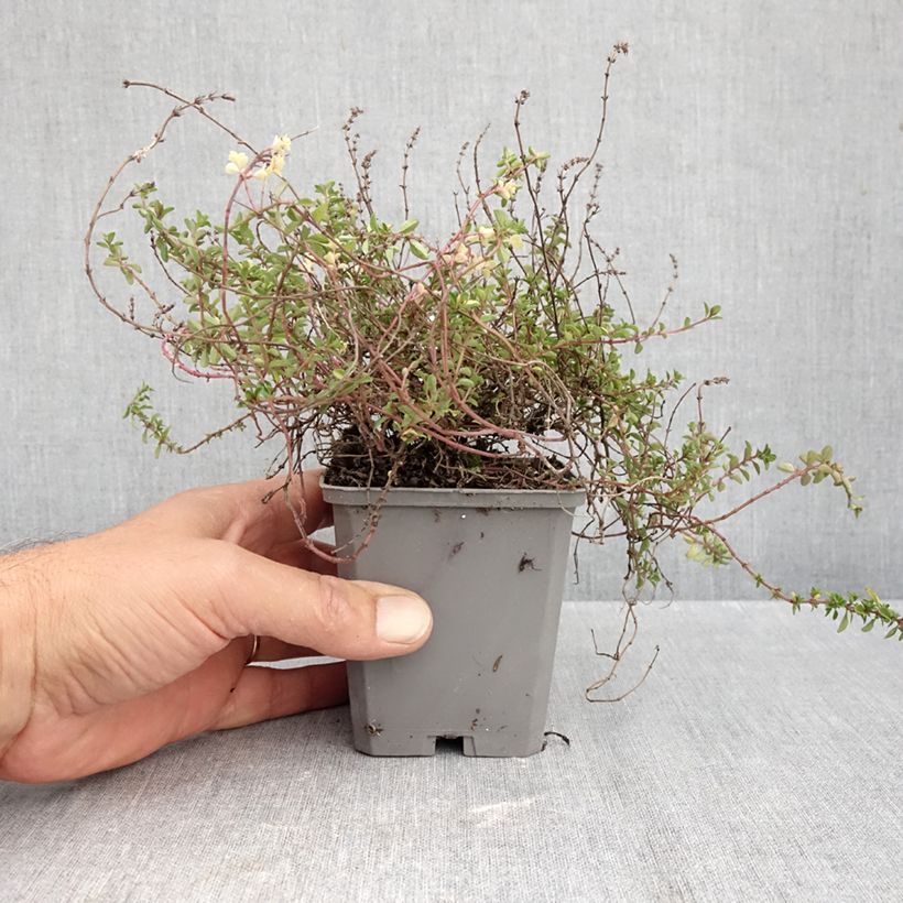 Amostra de Tomilho-poejo Foxley Vaso de 8/9 cm tal como entregue no outono