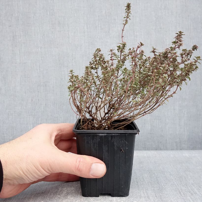 Amostra de Tomilho Silver Posie o saco de 1000 sementes aproximadamente tal como entregue no inverno