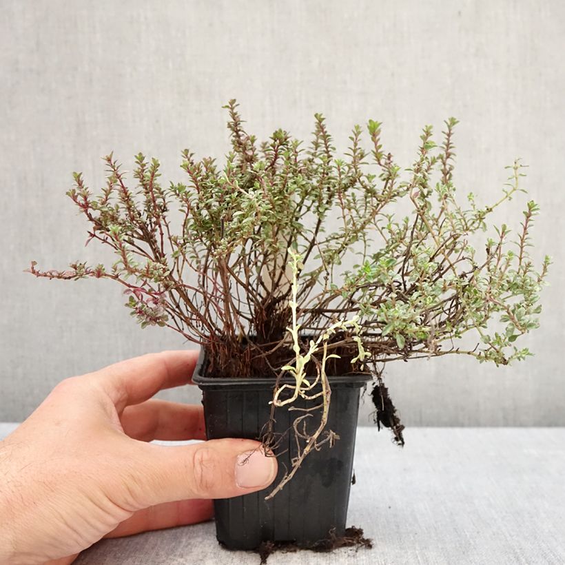 Amostra de Tomilho Silver Posie Vaso de 8/9 cm tal como entregue na primavera