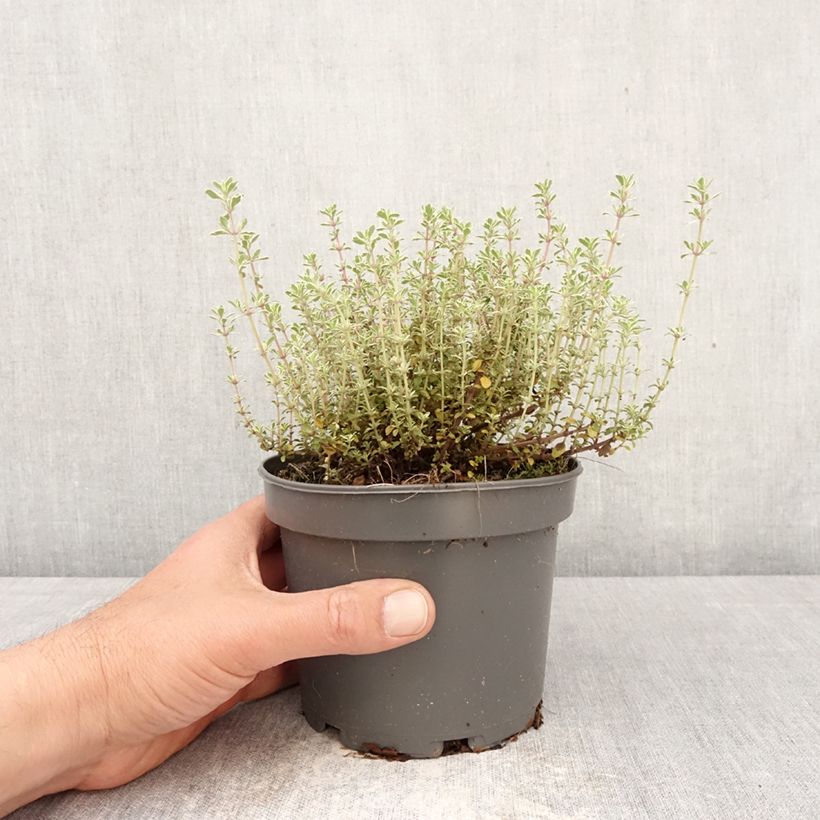 Amostra de Tomilho Silver Posie Vaso de 1,5 L/2 L tal como entregue na primavera