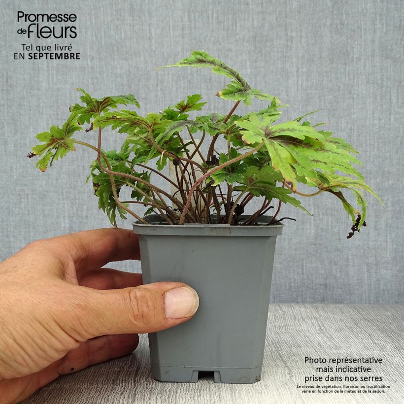 Amostra de Tiarella Angel Wings Gowing Vaso de 8/9 cm tal como entregue no outono