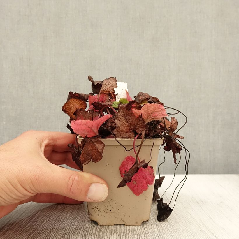 Amostra de Tiarella cordifolia Brandywine Vaso de 8/9 cm tal como entregue no outono