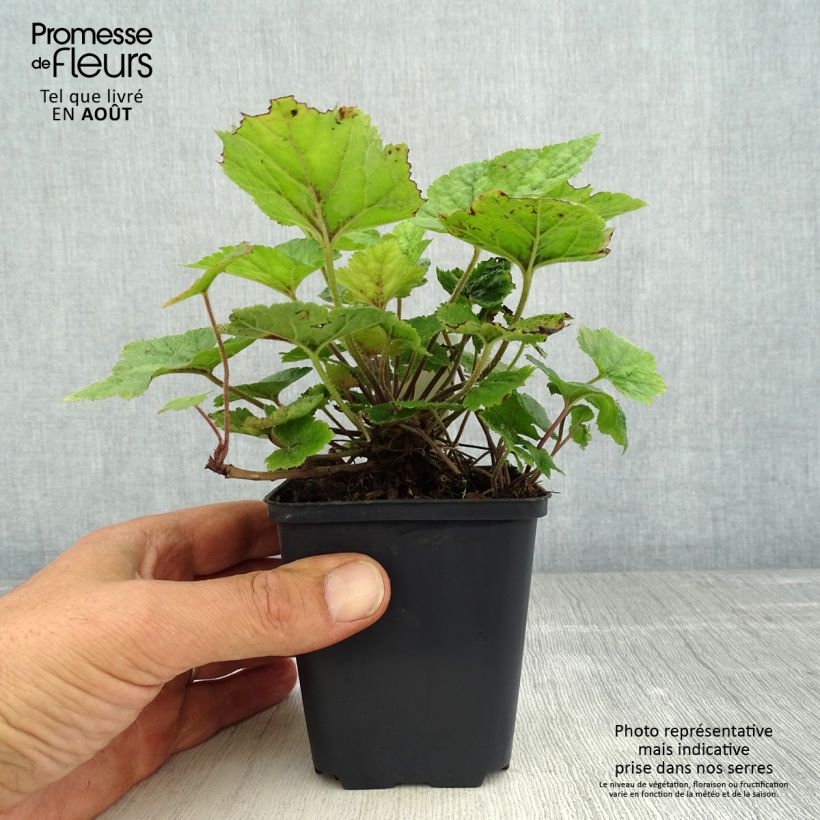 Amostra de Tiarella cordifolia Brandywine Vaso de 8/9 cm tal como entregue no verão