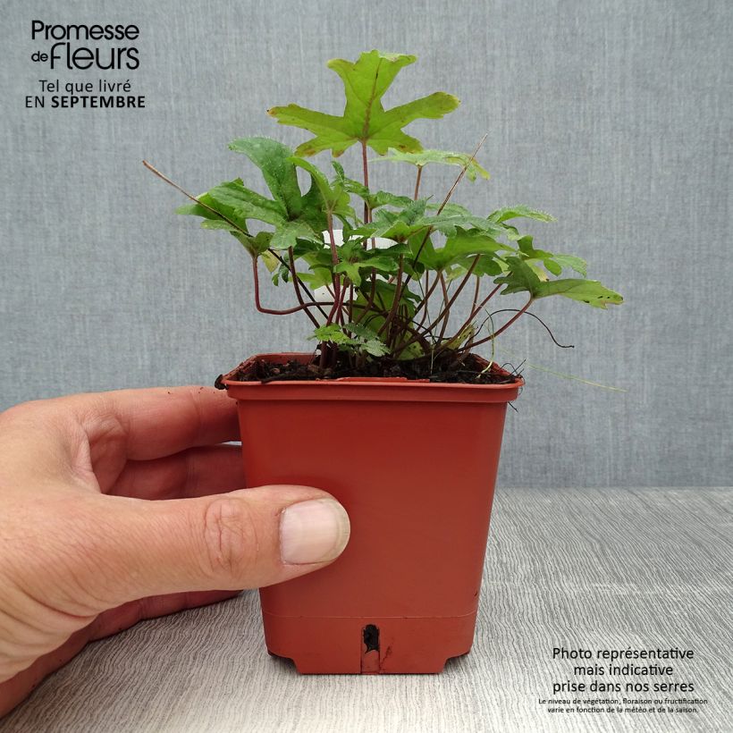 Amostra de Tiarella Pink Skyrocket Vaso de 8/9 cm tal como entregue no outono