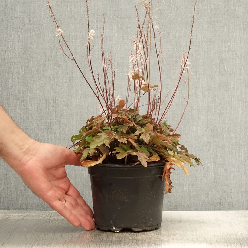 Amostra de Tiarella Pink Skyrocket Vaso de 2 L/3 L tal como entregue no outono